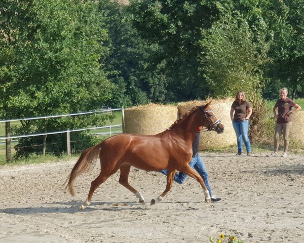 horse Dimi go 'S (German Riding Pony, 2016, from Dimension AT NRW)