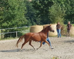 Pferd Dimi go 'S (Deutsches Reitpony, 2016, von Dimension AT NRW)