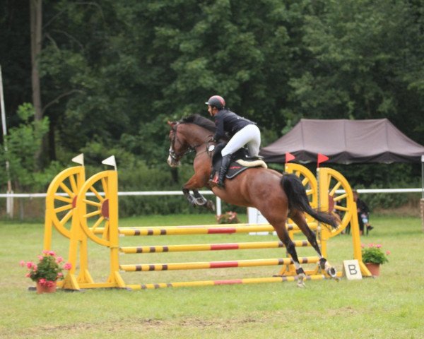 Springpferd Quintinue (Deutsches Reitpferd, 2015, von Quintero)