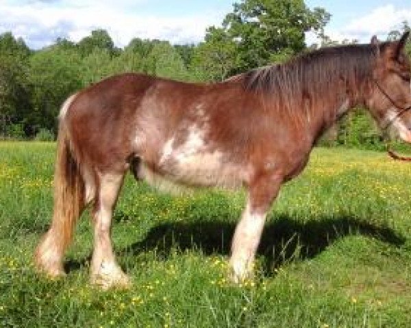 horse Cross Creek Acres High (Clydesdale, 2017, from Stoney Creek Henry)