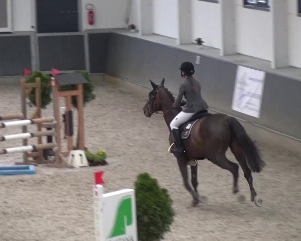 Reitturnier Mönchengladbach-Abtshof 2015