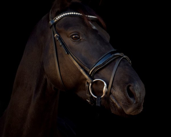 stallion Ludwig van Ymas (Hanoverian, 2013, from Lemony's Nicket)