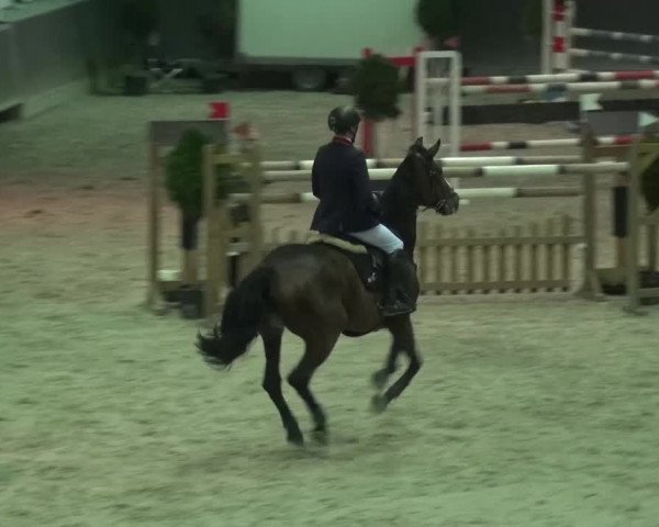 Reitturnier Mönchengladbach-Abtshof 2015