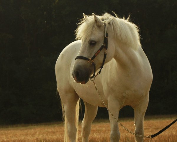 dressage horse Moritz Eydur (Iceland Horse, 2010)