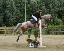 jumper Little Lusche (German Sport Horse, 2010, from Luca 13)