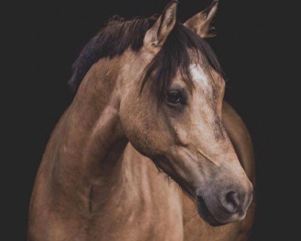 Dressurpferd Galino W (Deutsches Reitpony, 2008, von Geronimo B)