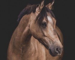 Springpferd Galino W (Deutsches Reitpony, 2008, von Geronimo B)