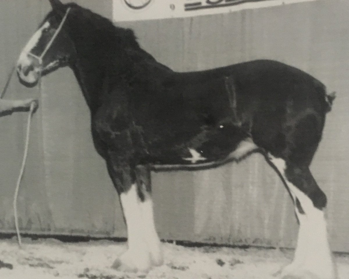 Zuchtstute Willow Way Natalie (Clydesdale, 1996, von Hill Topper Perfect Motion)