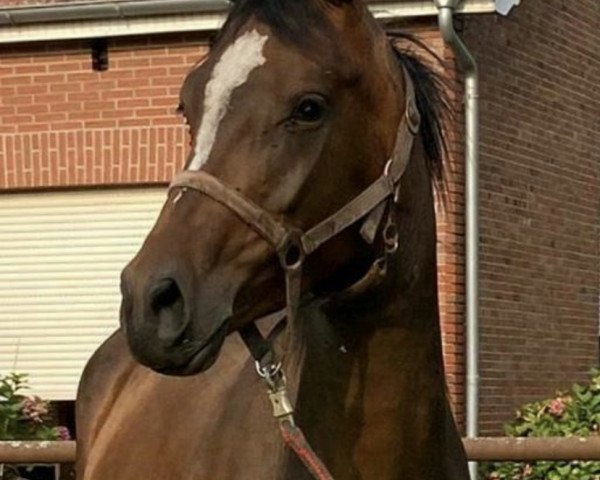 horse Maya (Oldenburg, 2017, from Lord Roscharden)