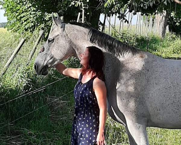 jumper Livella (German Sport Horse, 2004, from Livello)