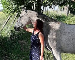 jumper Livella (German Sport Horse, 2004, from Livello)