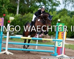 jumper Azzuro B (Hessian Warmblood, 2008, from Amaris)