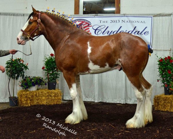 horse Coughlin's Luke Fusilier (Clydesdale, 2010, from Coughlin's Duke) horse Coughlin's Luke Fusilier (Clydesdale, 2010, from Coughlin's Duke)