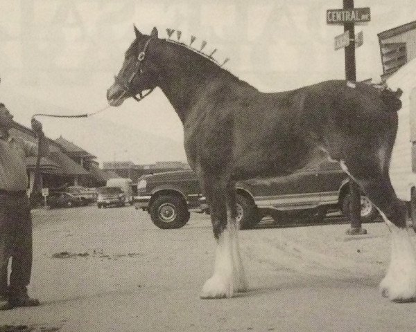 Pferd Cornergrove Inspectress Jenna (Clydesdale, 1994, von Inspector Floss)