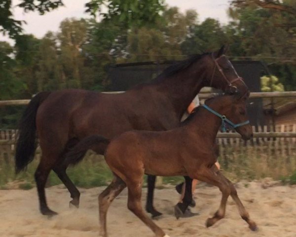 broodmare Atlanta (Rhinelander, 2019, from All Music)