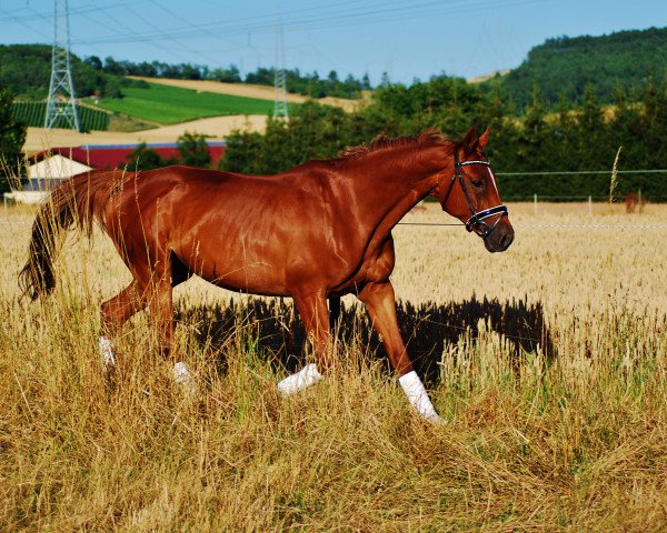 broodmare Epiphania (unknown, 2004, from Epernay)