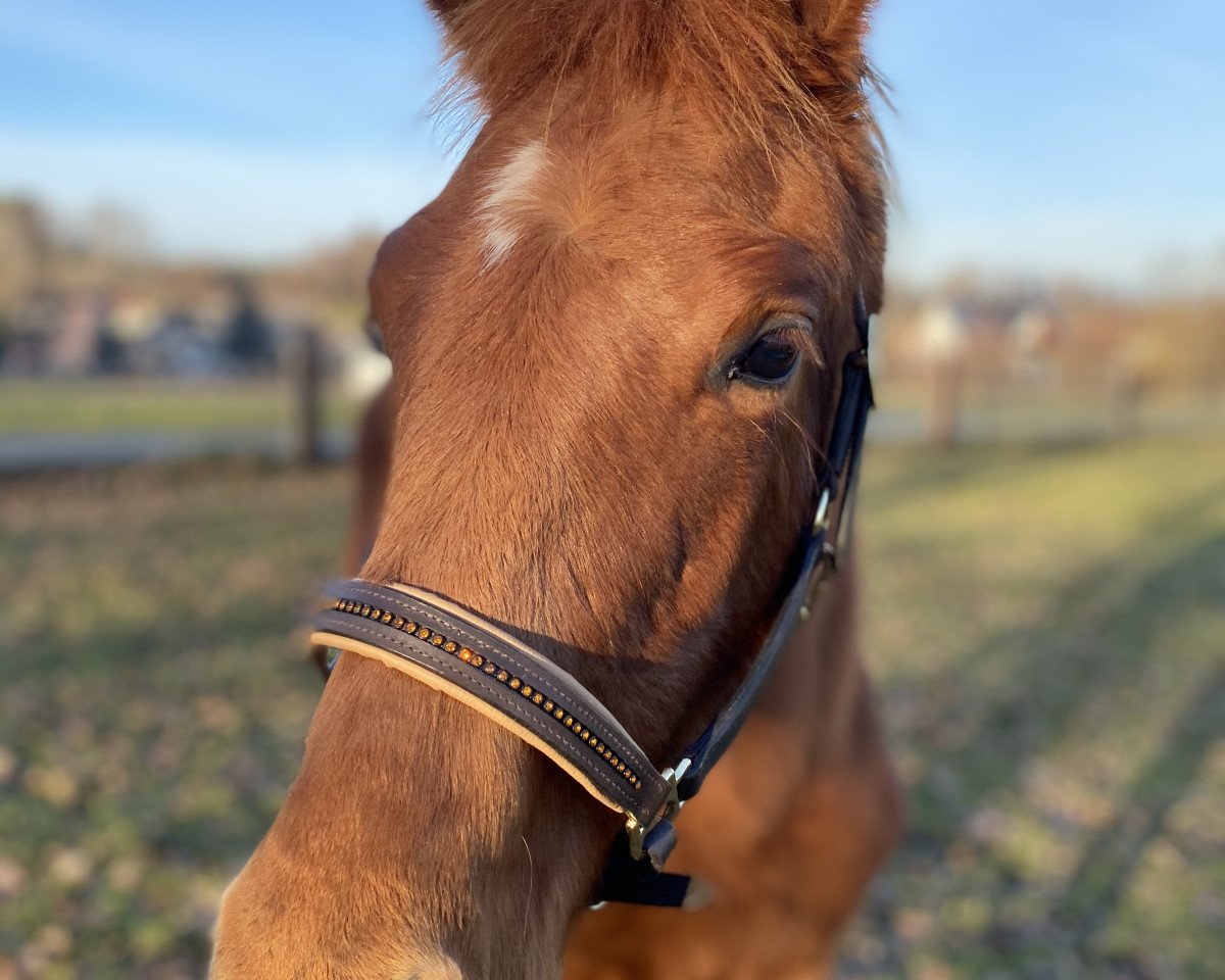 Pferd Chirow (Trakehner, 2019, von Freiherr von Stein)