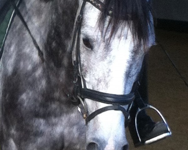 horse Darius 580 (Württemberger, 2007, from Birkhofs Denario)