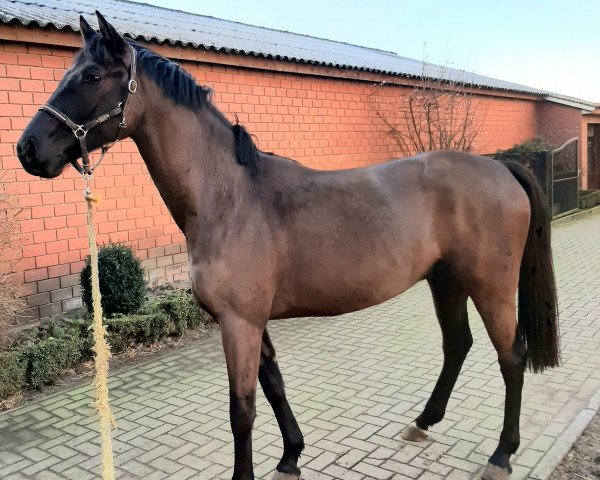horse Stakkudo (Oldenburg show jumper, 2017, from Stakkato)