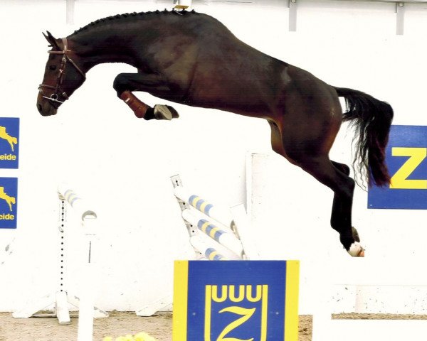 Springpferd Chili Pepper H M Z (Zangersheide Reitpferd, 2015, von Cornet Obolensky)