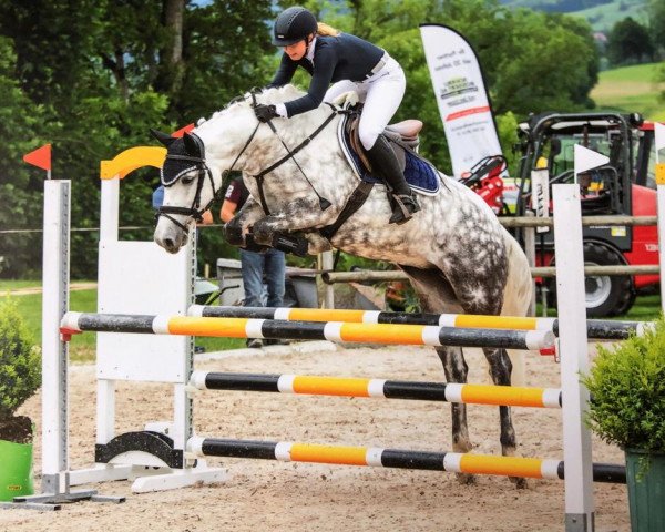 Springpferd Miss Arrabella (Connemara-Pony, 2012, von Unbekannt Pony)