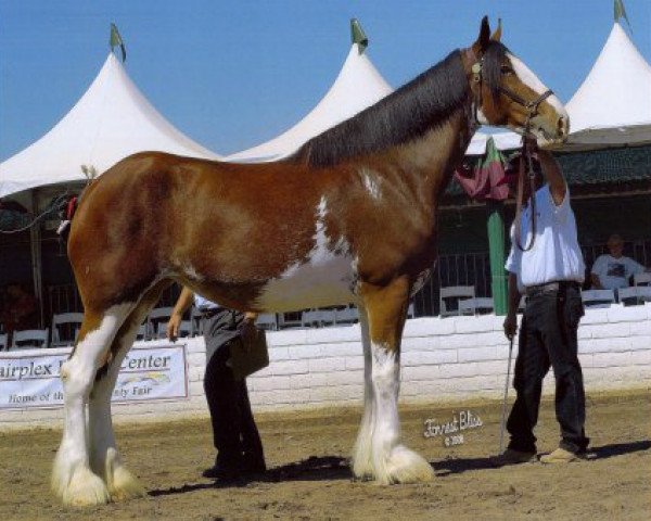 broodmare Cornerview's Patty (Clydesdale, 2004, from Solomon's Beaureguard)