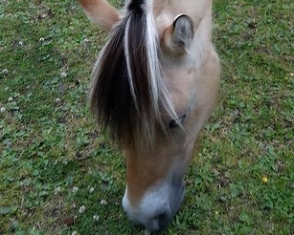 horse Caluna Flora (Fjord Horse, 2014, from Hjellsohn)