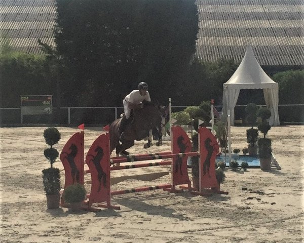 jumper Coulorful (Oldenburg show jumper, 2015, from Connor 48) jumper Coulorful (Oldenburg show jumper, 2015, from Connor 48)