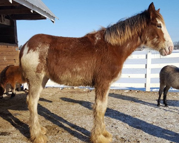horse Coppertop's Amelia (Clydesdale, 2017, from C3 Lucky's Ivan the Great)