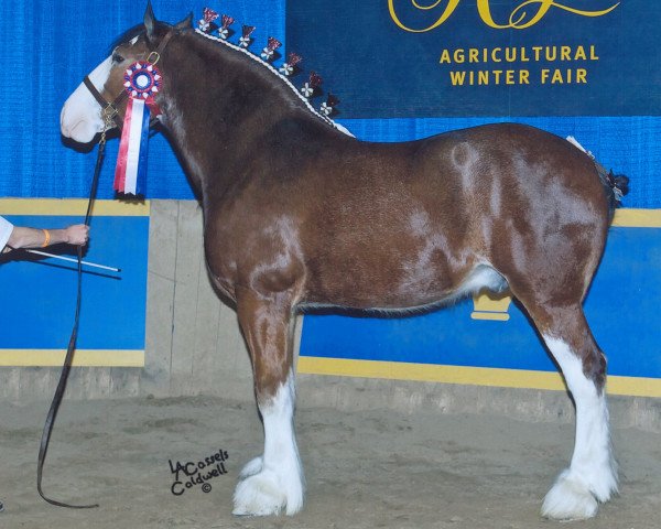 horse Cook's Squire of Camalot (Clydesdale, 2006, from Jonesway Country Squire) horse Cook's Squire of Camalot (Clydesdale, 2006, from Jonesway Country Squire)