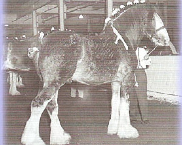 stallion Commander 30630 (Clydesdale, 1965, from Bardrill Castle)