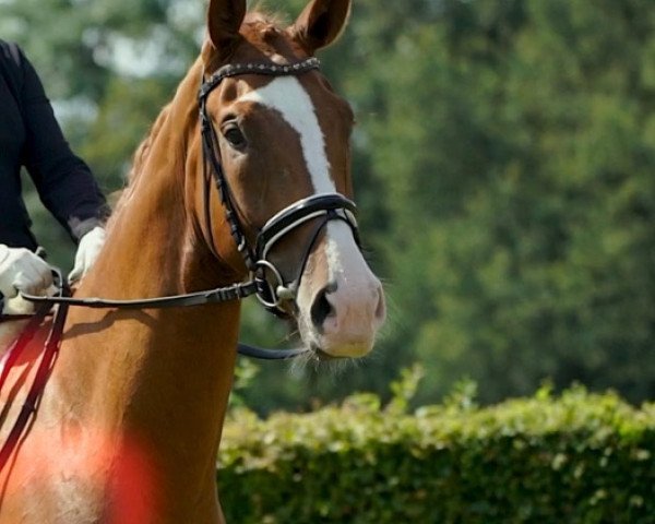 horse Felipe (Westphalian, 2016, from Fashion Maker)