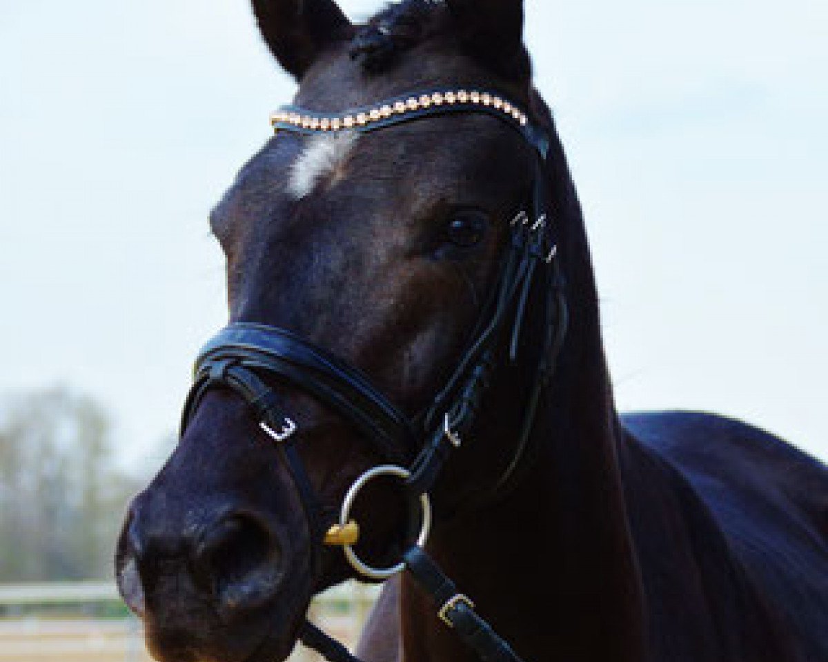 Zuchtstute Next Topmodel (Westfale, 2013, von Nemax)