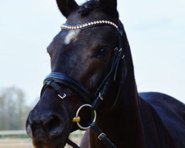 broodmare Next Topmodel (Westphalian, 2013, from Nemax)