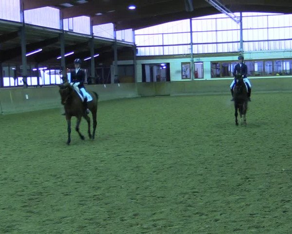 Reitturnier Appelhülsen 2015
