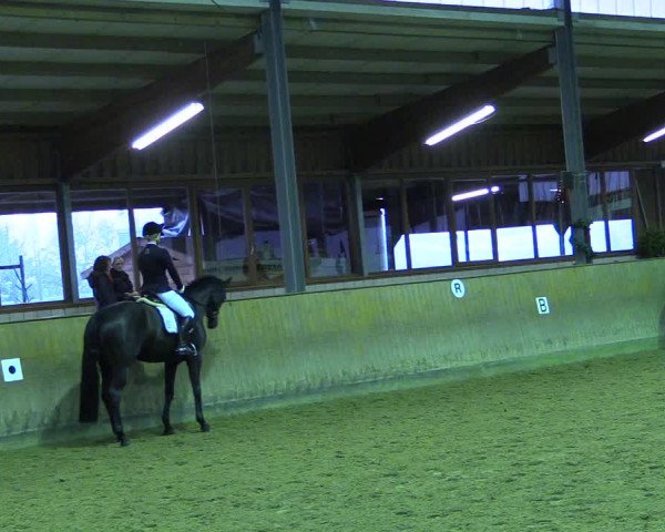 Reitturnier Appelhülsen 2015
