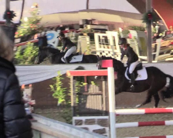 Reitturnier Essen-Stadtwald 2015