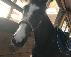 broodmare Fuchshof's Trixie (New Forest Pony, 2009, from Hove's Tabaluga)