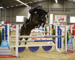 Zuchtstute Ascona de la Reselle (Schweizer Warmblut, 2013, von Conteur)
