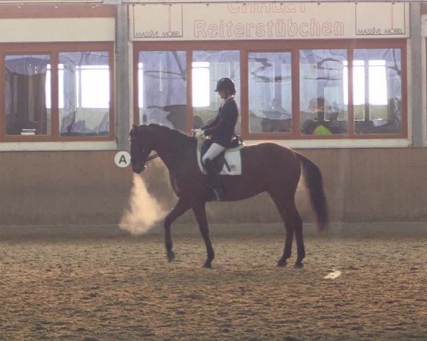 Reitturnier Appelhülsen 2015