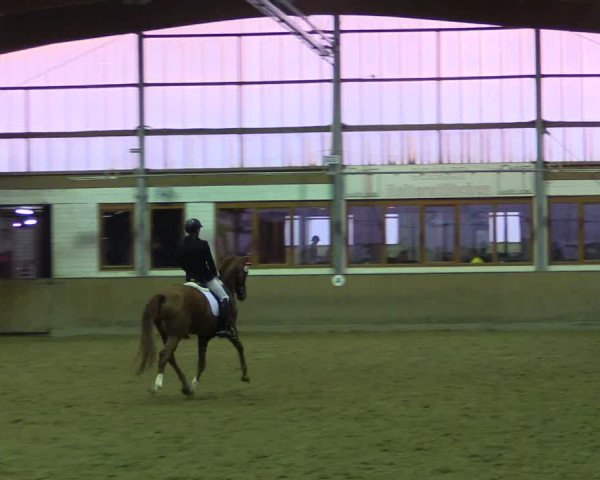 Reitturnier Appelhülsen 2015