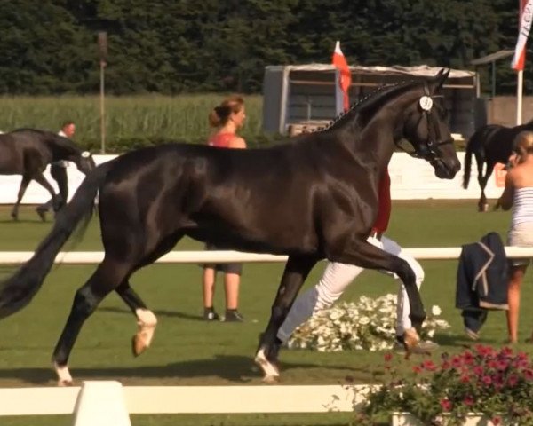 broodmare Something Special (Westphalian, 2010, from Sir Donnerhall I)
