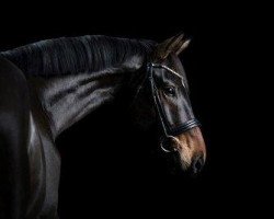 dressage horse Maddox 48 (German Sport Horse, 2015, from E.H. Millennium)