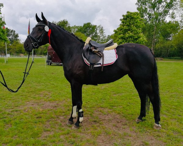 Springpferd Saphira 273 (Deutsches Sportpferd, 2015, von Sandokan 290)