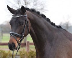 broodmare Fine Fleur 6 (Hanoverian, 2016, from Finest)
