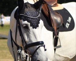 jumper Classic Dream 30 (Holsteiner, 2009, from Cento)