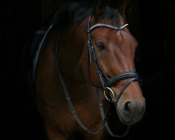 Springpferd Billy The Kid 51 (Hannoveraner, 2009, von Balou du Rouet)