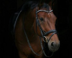 Springpferd Billy The Kid 51 (Hannoveraner, 2009, von Balou du Rouet)