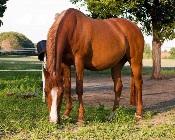 broodmare Very Good (German Riding Pony, 1996, from Dornik B)