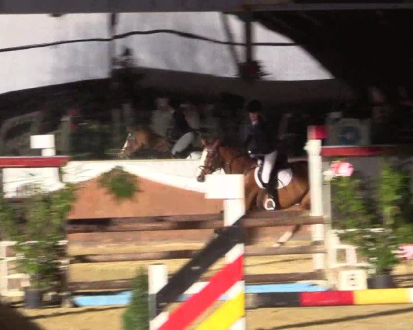 Reitturnier Essen-Stadtwald 2015